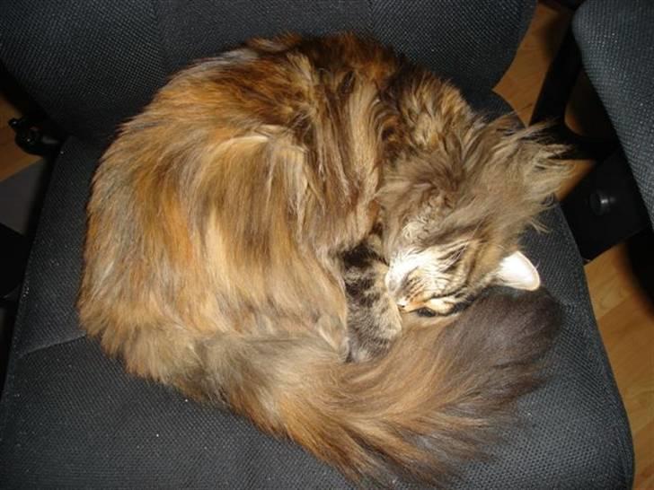 Maine Coon tulle(crane-coon) - tulle 10mdr billede 5