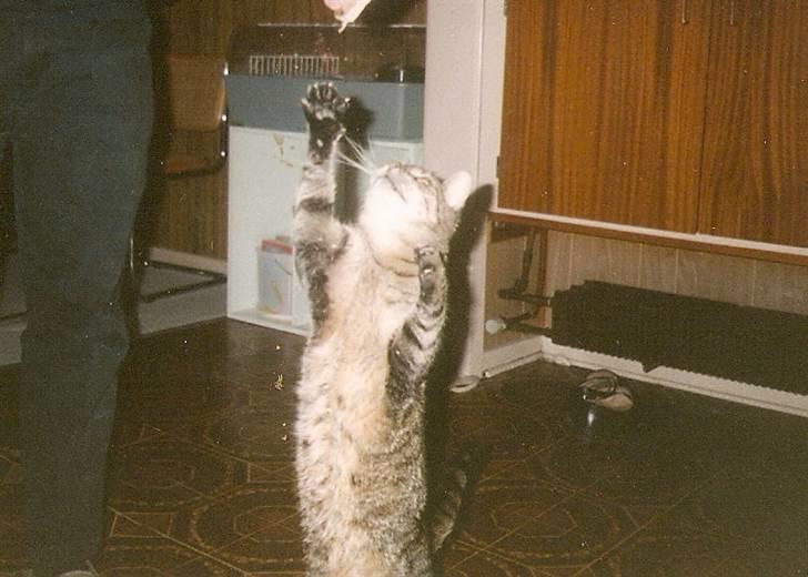 Huskat Mickey R.I.P billede 1