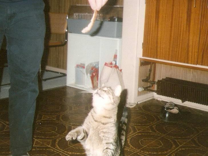 Huskat Mickey R.I.P billede 2