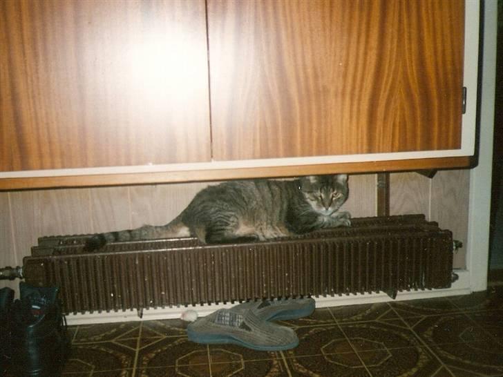 Huskat Mickey R.I.P billede 3