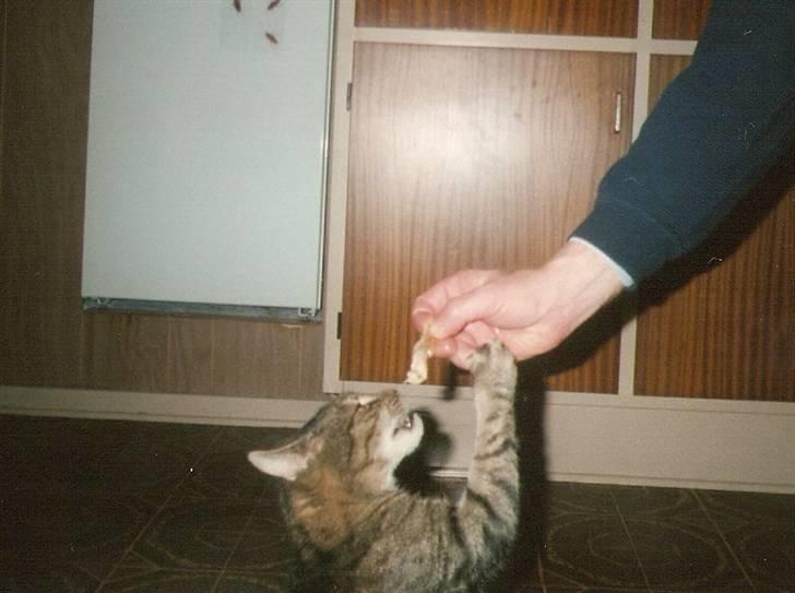 Huskat Mickey R.I.P billede 4