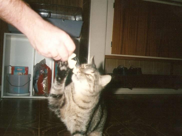 Huskat Mickey R.I.P billede 5