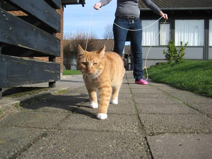 Huskat Sylvester Mikkel Puss  billede 1