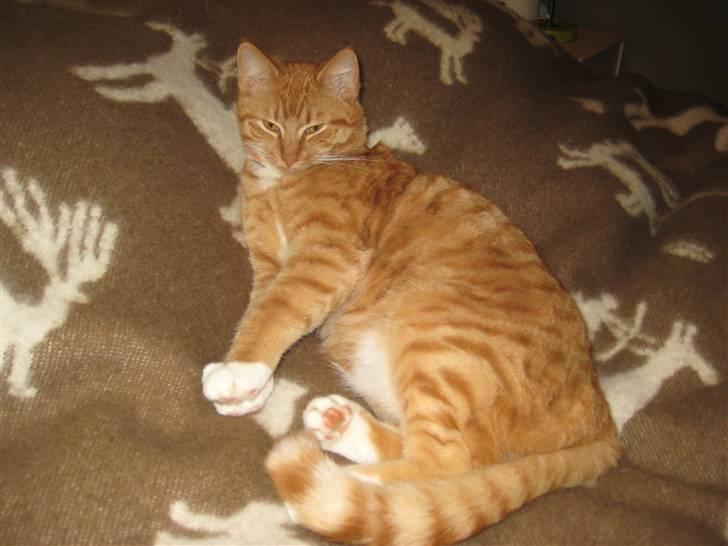 Huskat Sylvester Mikkel Puss  billede 2