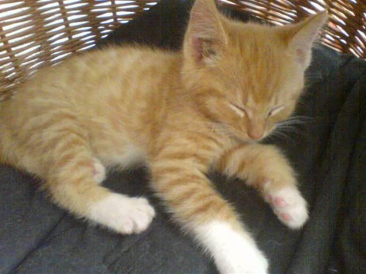 Huskat Sylvester Mikkel Puss  billede 3