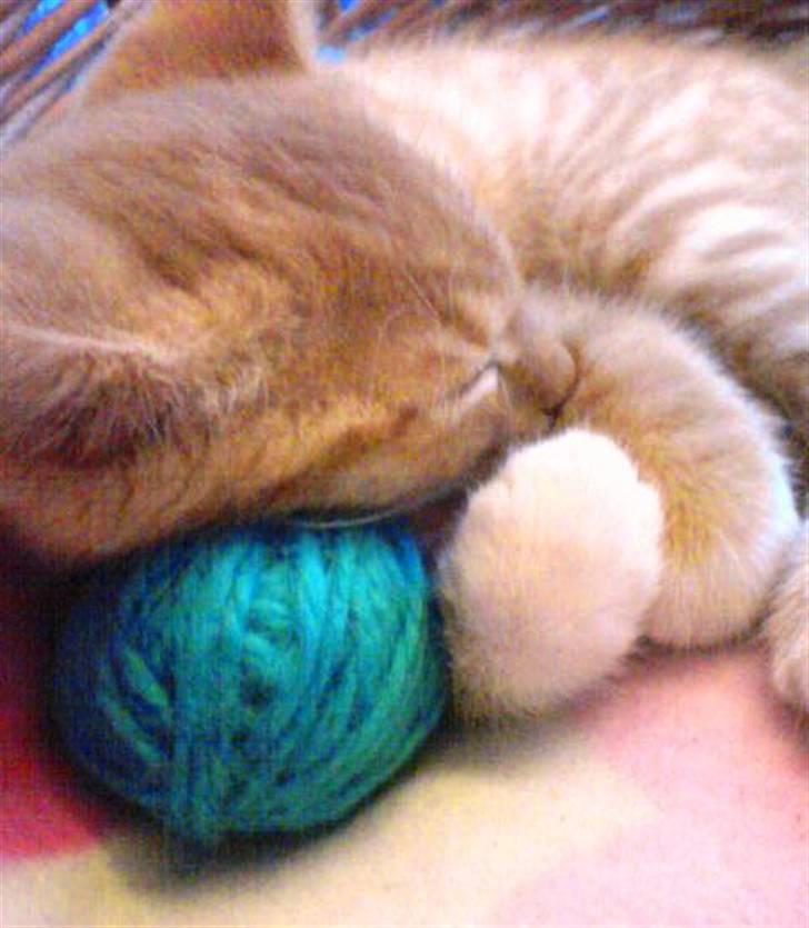 Huskat Sylvester Mikkel Puss  billede 4