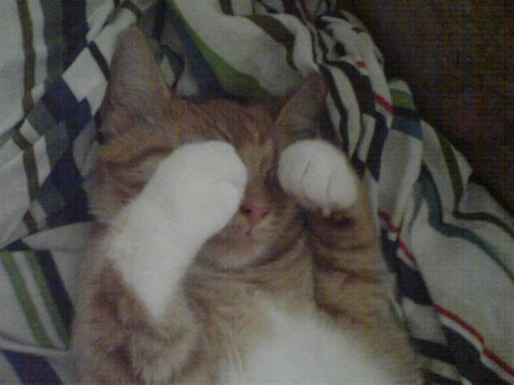 Huskat Sylvester Mikkel Puss  billede 5