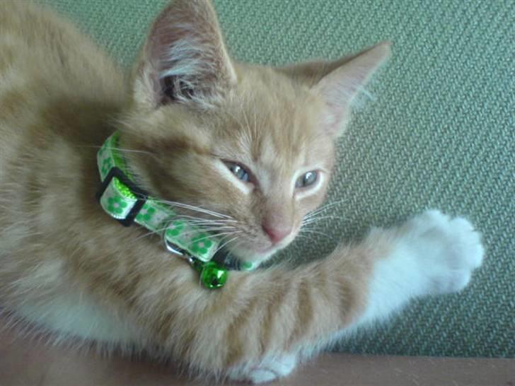 Huskat Sylvester Mikkel Puss  billede 6