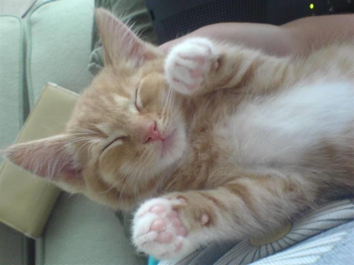 Huskat Sylvester Mikkel Puss  billede 7