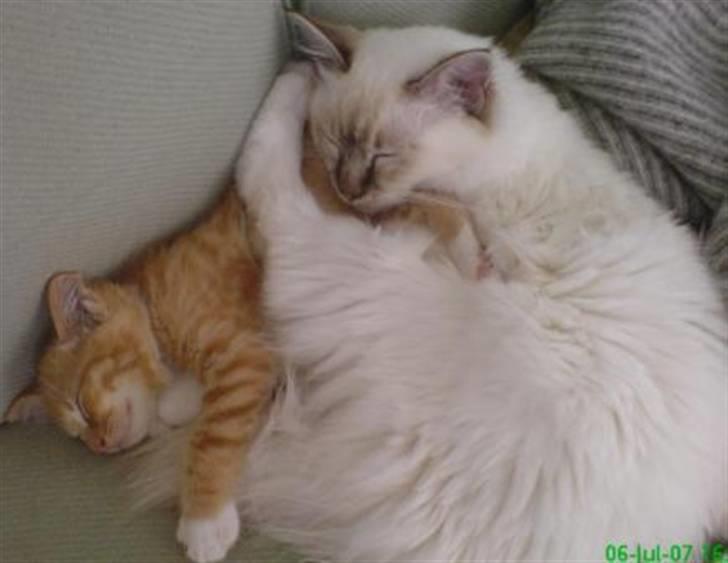 Huskat Sylvester Mikkel Puss  billede 8