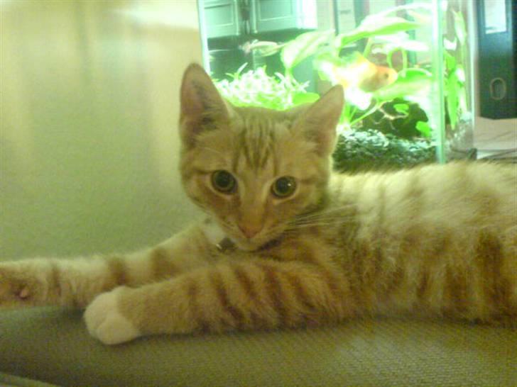 Huskat Sylvester Mikkel Puss  billede 9