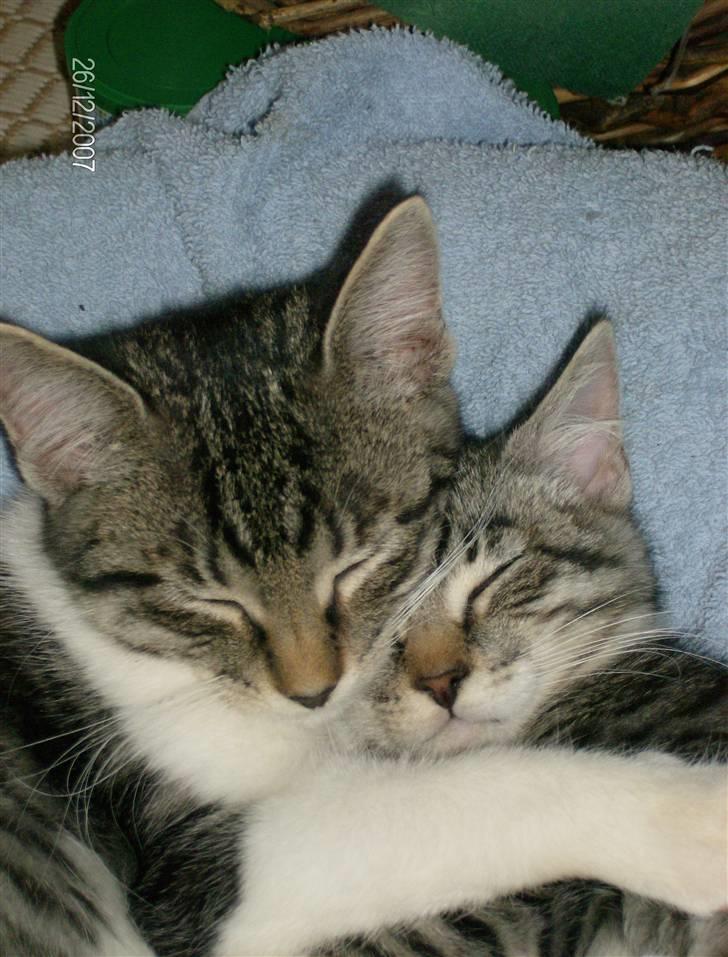 Blanding af racer Mickey og Mikkel - Mikkel og Mickey ca. 14 uger. billede 1