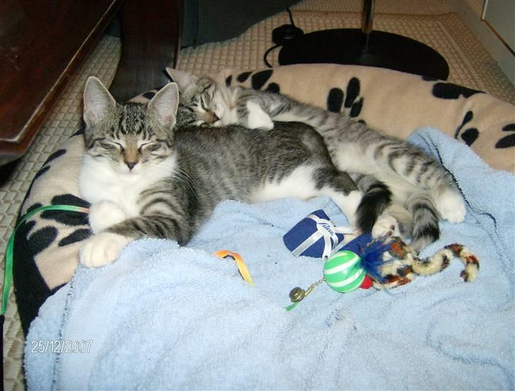 Blanding af racer Mickey og Mikkel - Den 24. dec. 2007 lige da de kom hjem. billede 2