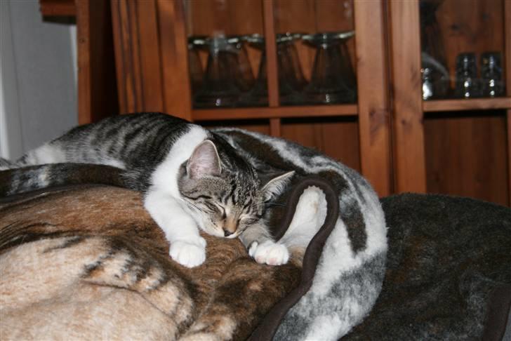 Blanding af racer Mickey og Mikkel - Mikkel billede 3