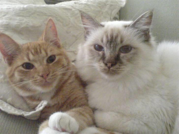 Huskat Sylvester Mikkel Puss  billede 10