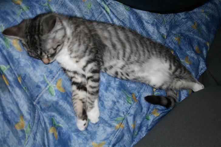 Blanding af racer Mickey og Mikkel - Mickey billede 4