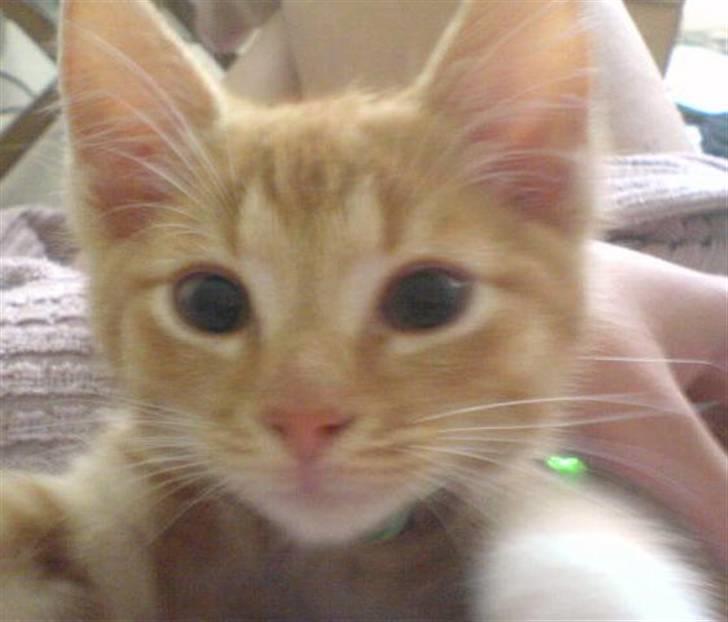 Huskat Sylvester Mikkel Puss  billede 11