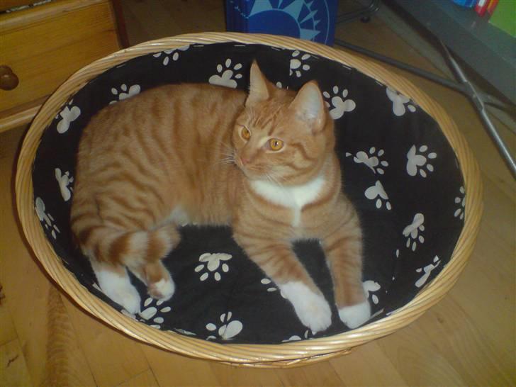 Huskat Sylvester Mikkel Puss  billede 12