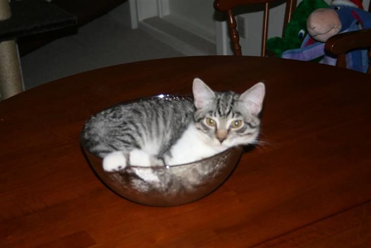 Blanding af racer Mickey og Mikkel - Mickey billede 5