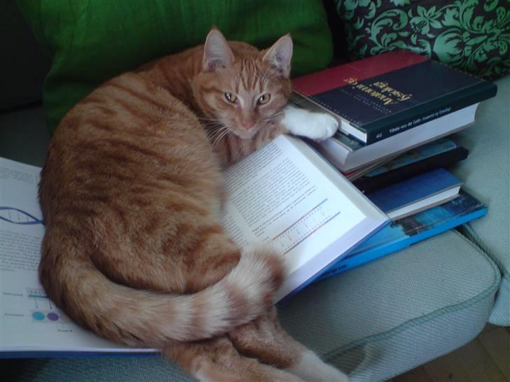 Huskat Sylvester Mikkel Puss  billede 13