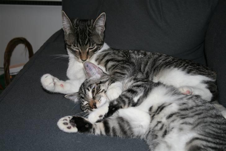 Blanding af racer Mickey og Mikkel - Mikkel og Mickey billede 6