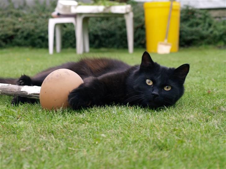 Blanding af racer Line mis/ lulle - hun har et godt fotogen billede 2