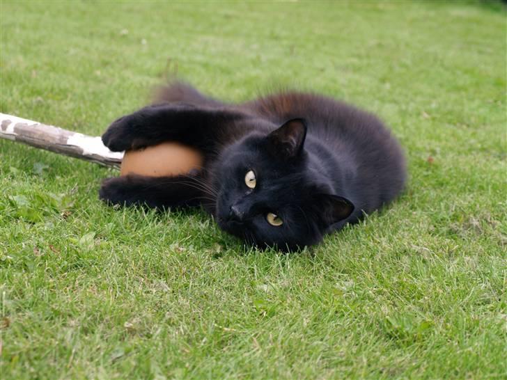 Blanding af racer Line mis/ lulle - Hun Elsker den flagstang billede 3