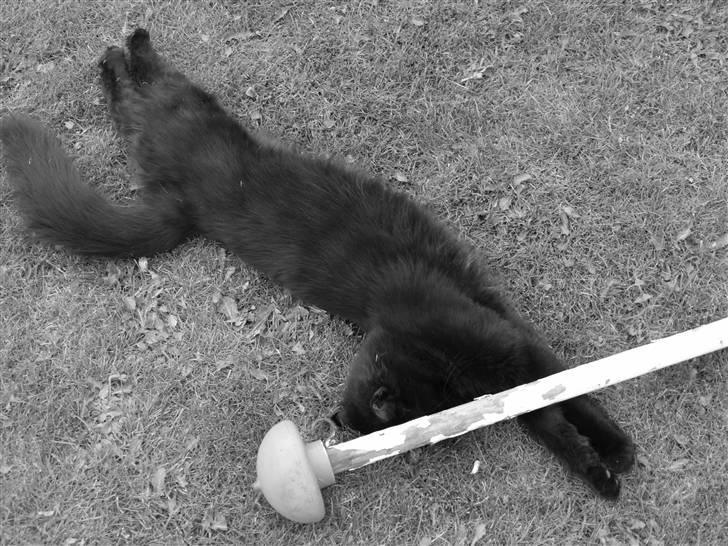 Blanding af racer Line mis/ lulle - så lang er hun XD billede 4