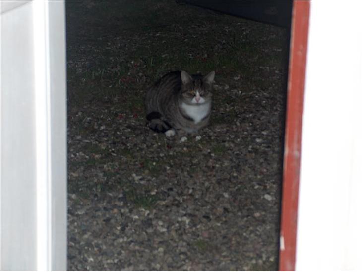 {{currentPhoto.altText}} billede {{currentPhoto.number}}