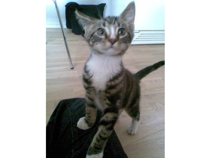 {{currentPhoto.altText}} billede {{currentPhoto.number}}