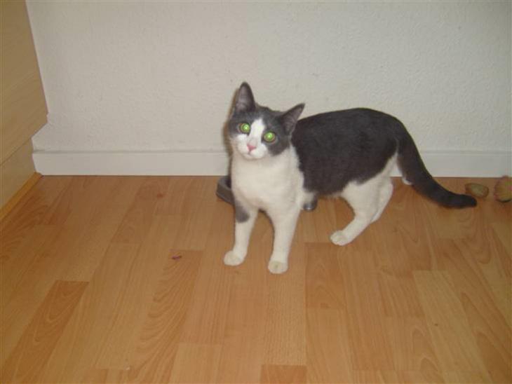 {{currentPhoto.altText}} billede {{currentPhoto.number}}