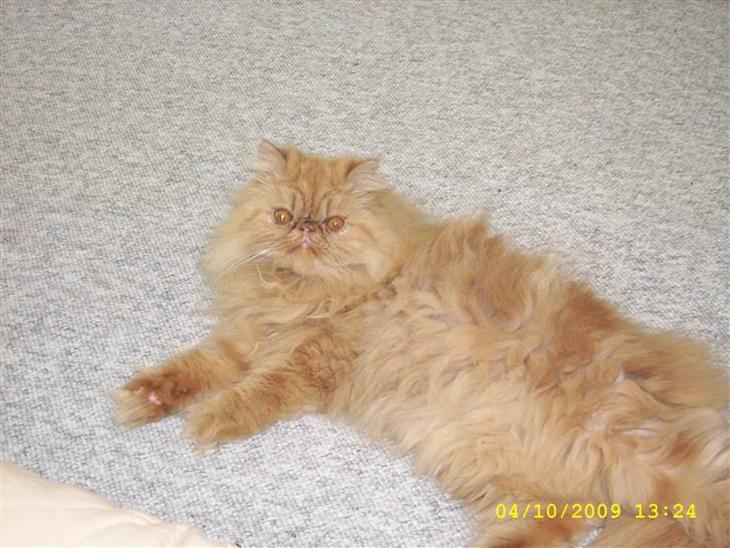 {{currentPhoto.altText}} billede {{currentPhoto.number}}