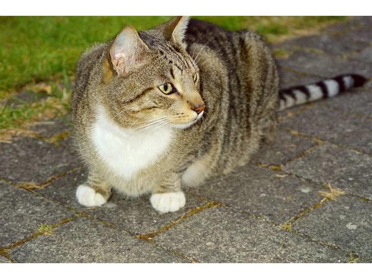 {{currentPhoto.altText}} billede {{currentPhoto.number}}