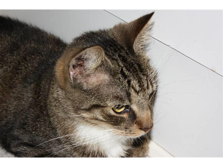 {{currentPhoto.altText}} billede {{currentPhoto.number}}