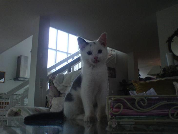 {{currentPhoto.altText}} billede {{currentPhoto.number}}