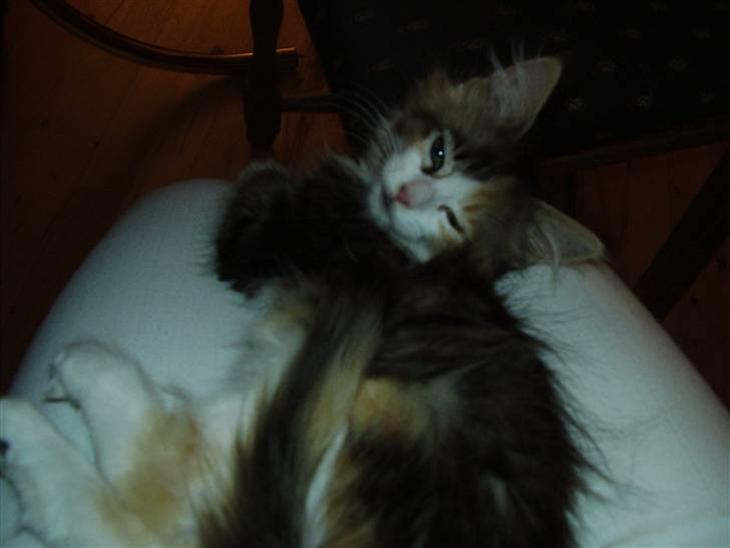 {{currentPhoto.altText}} billede {{currentPhoto.number}}