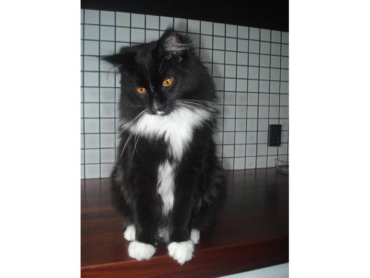 Maine Coon R.I. P min lille dreng,  Mega Good-Will " Willow" - Maine Coon Mega Willow. (17 jini-08) Vægt 4.2 kg Mors charmetrold billede 1