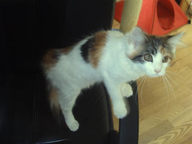 Maine Coon hope´s perle - nyt bil. 29/5-08 billede 1