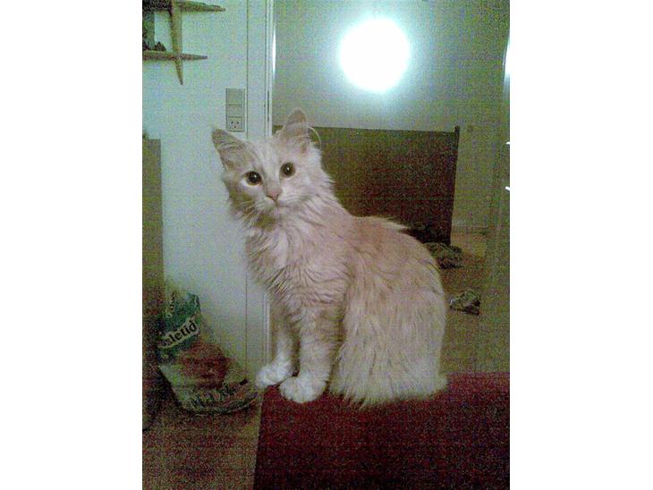 {{currentPhoto.altText}} billede {{currentPhoto.number}}