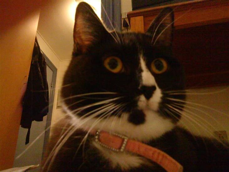 {{currentPhoto.altText}} billede {{currentPhoto.number}}