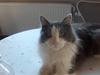 Maine Coon Bobby