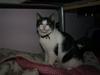 Huskat Sif