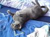 Russian Blue OSKAR