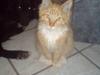 Maine Coon vingsted`s G-star