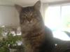 Maine Coon vingsted´s Dragon Ball