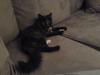 Maine Coon Betty
