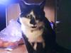 Huskat Smodge | R I P