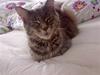 Maine Coon Taylor