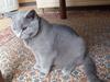 British Shorthair Balou R.I.P
