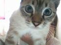 Ocicat Nikki